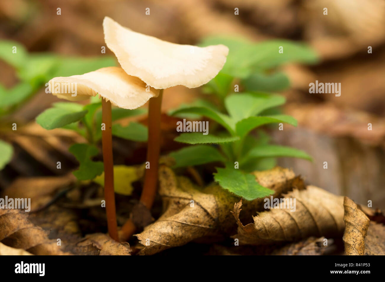 Fairy ring mushroom (Marasmius wynnei), macro ( selective focus ) Stock Photo