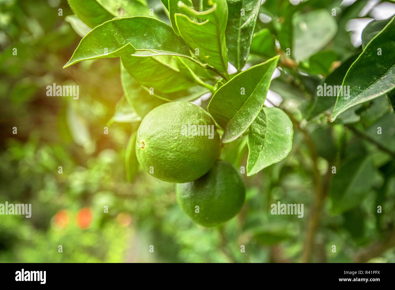 Lime tree fruits Stock Photo Alamy