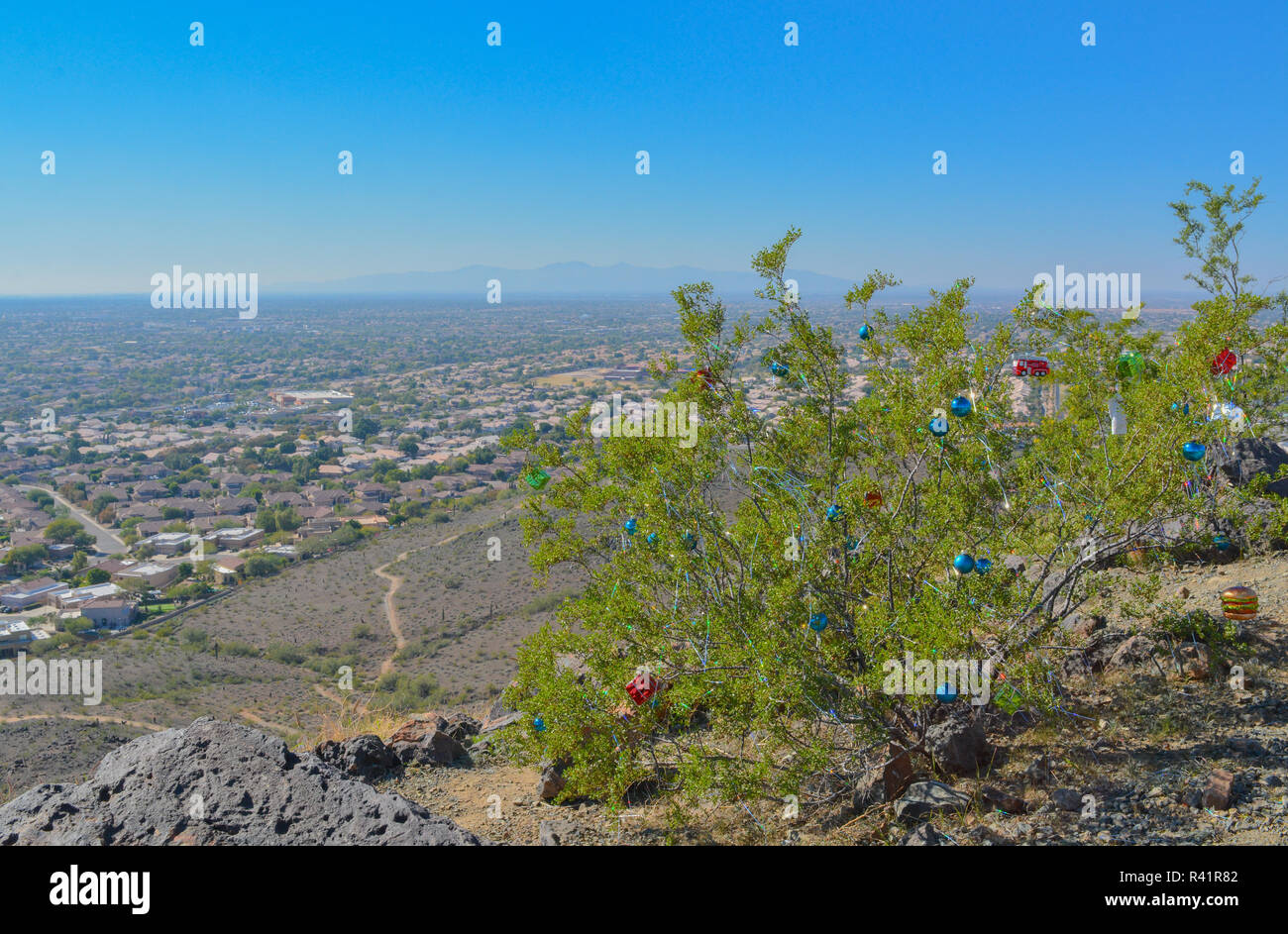 Thunderbird Park Christmas Bushes, Maricopa County, Glendale, Arizona