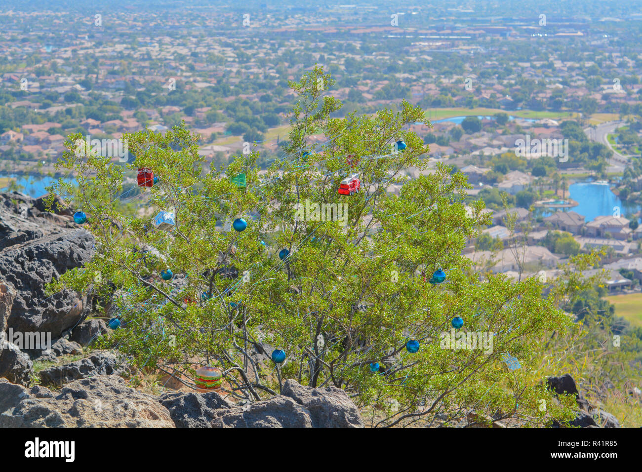 Thunderbird Park Christmas Bushes, Maricopa County, Glendale, Arizona