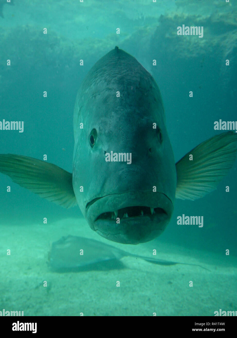 A comical closeup of a fish looking out from an aquarium at Atlantis  Resort, Paradise Island, Bahamas Stock Photo - Alamy