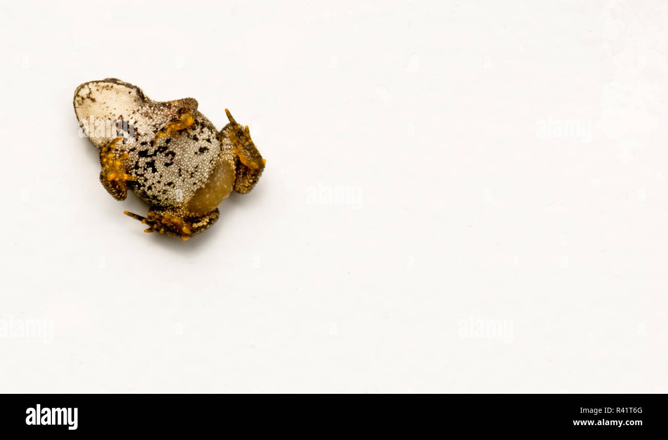 A small frog that appears to be dead, but is really just frightened and immobile, on a white background Stock Photo
