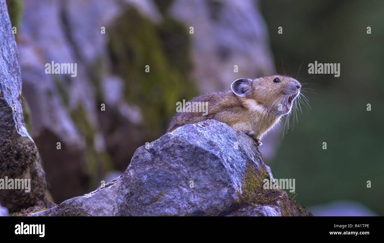 Predators of north america hires stock photography and images Alamy