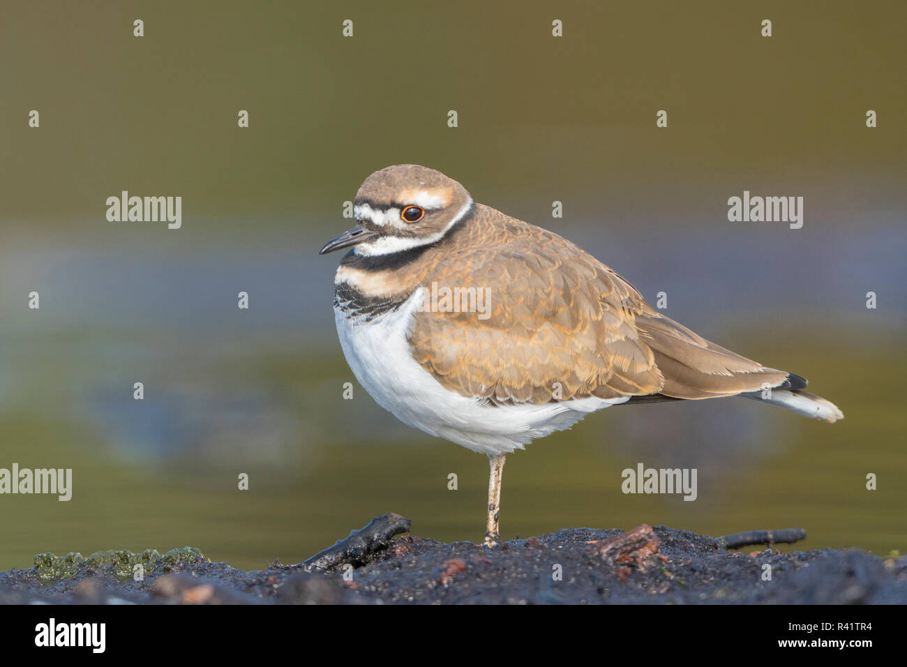 Washington state killdeer charadrius hires stock photography and
