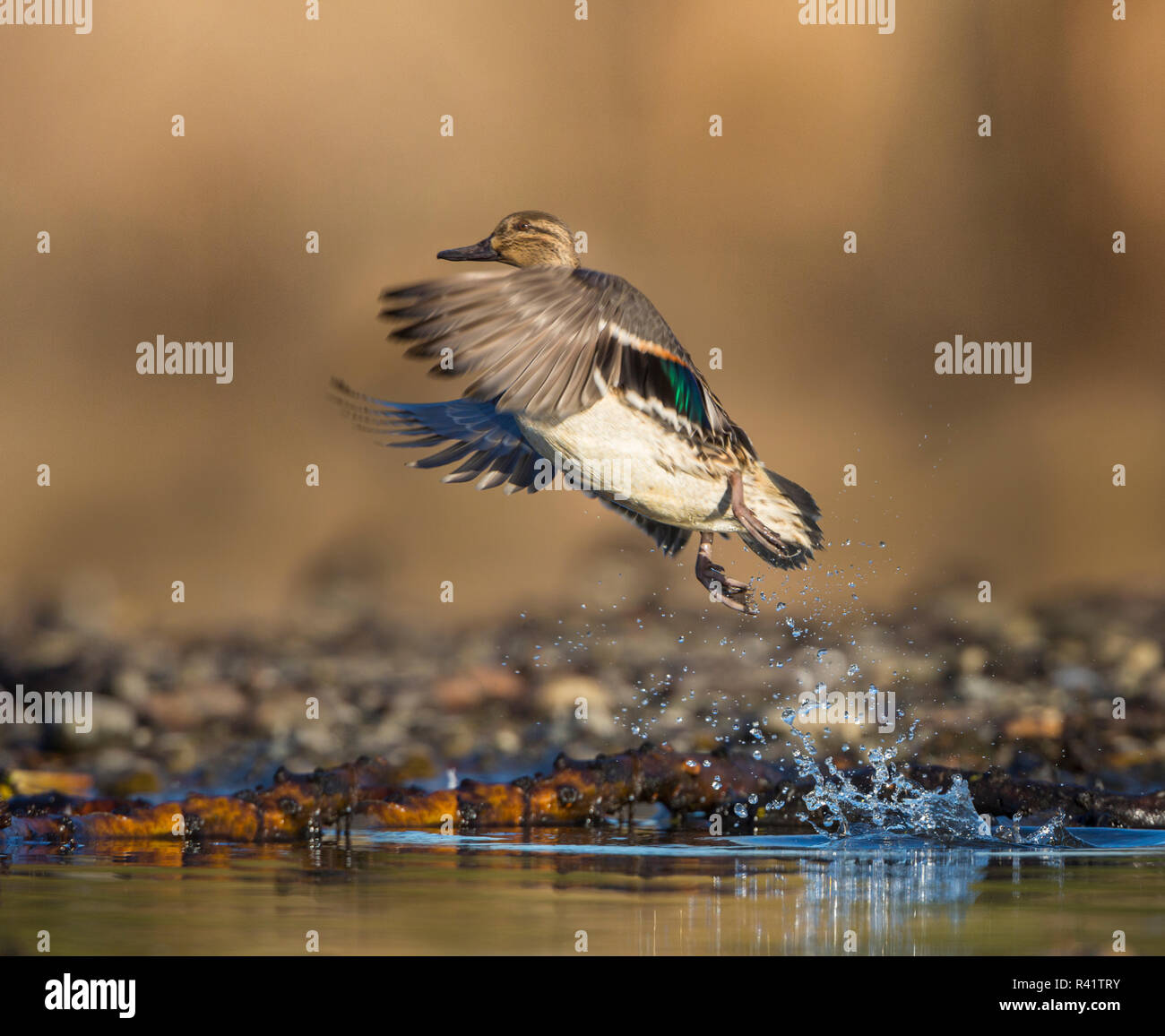 Female green winged teal flying hires stock photography and images Alamy