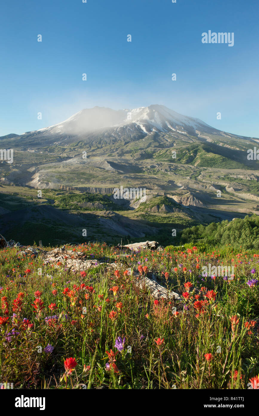 Morning wind blowing ash from the crater, wildflowers are growing in ...