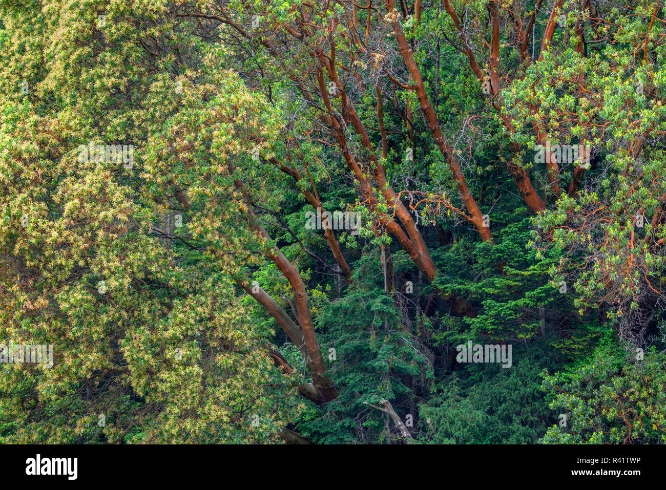 USA, Washington State, San Juan Island National Historical Park, English Camp, Pacific madrone trees bloom alongside Douglas fir. Stock Photo