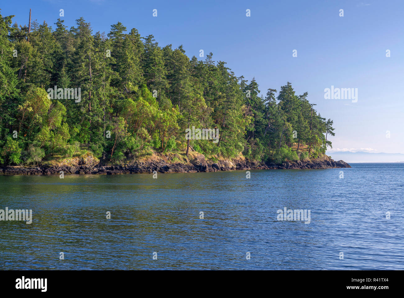 USA, Washington State, San Juan Island, Forest of Pacific madrone and Douglas fir above rocky shoreline at San Juan County Park. Stock Photo