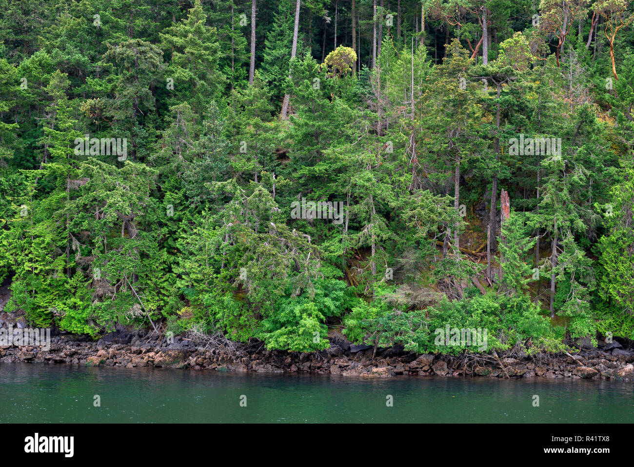 USA, Washington State, San Juan Islands, Shaw Island, Forest of Douglas fir with scattered Pacific madrone trees above rocky shoreline. Stock Photo