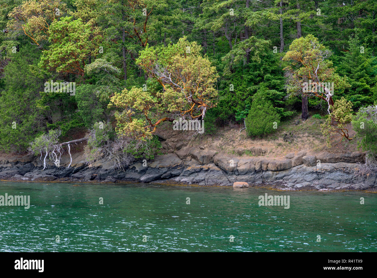 USA, Washington State, San Juan Islands, Orcas Island, Forest of Douglas fir and Pacific madrone above rocky shoreline at West Beach. Stock Photo