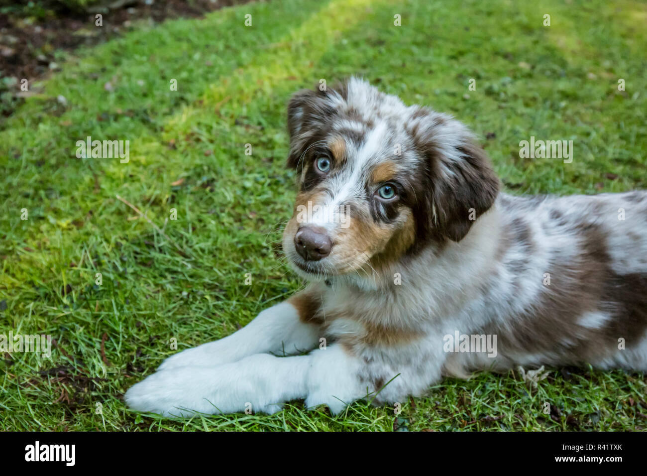 Issaquah, Washington State, USA. Four month old Red Merle Australian  Shepherd puppy lying in the grassy lawn. (PR Stock Photo - Alamy