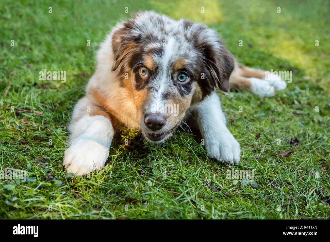 Red Merle Stock Photos Red Merle Stock Images Alamy