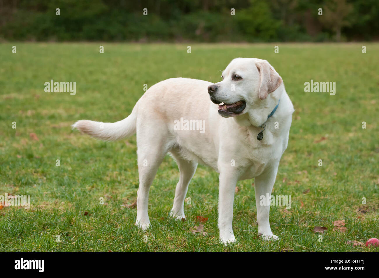 Issaquah, Washington State, USA. 6 year old English Yellow Labrador standing in a park after some active play time. (PR) Stock Photo