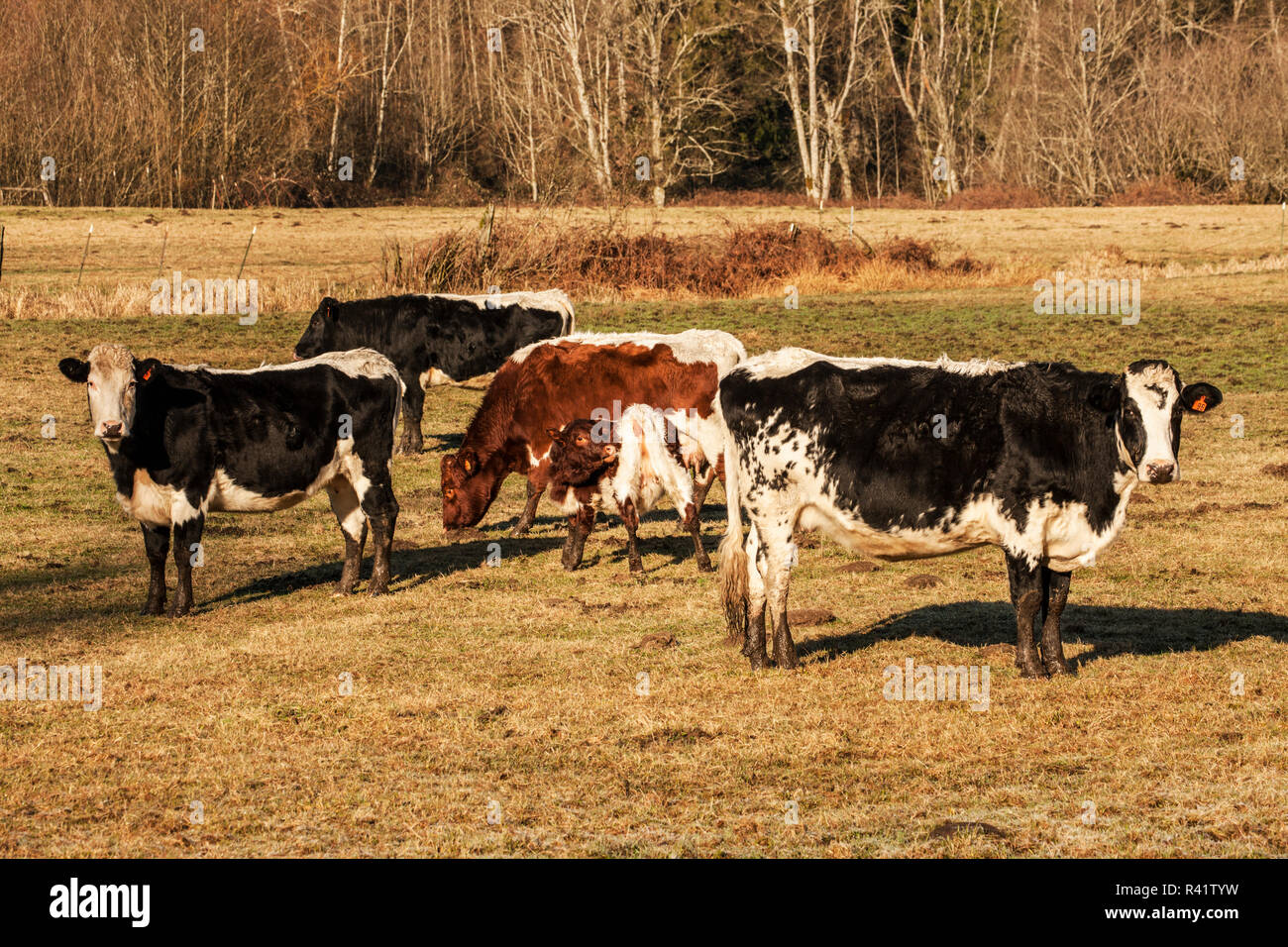 Beef cattle grazing in pasture hires stock photography and images Alamy