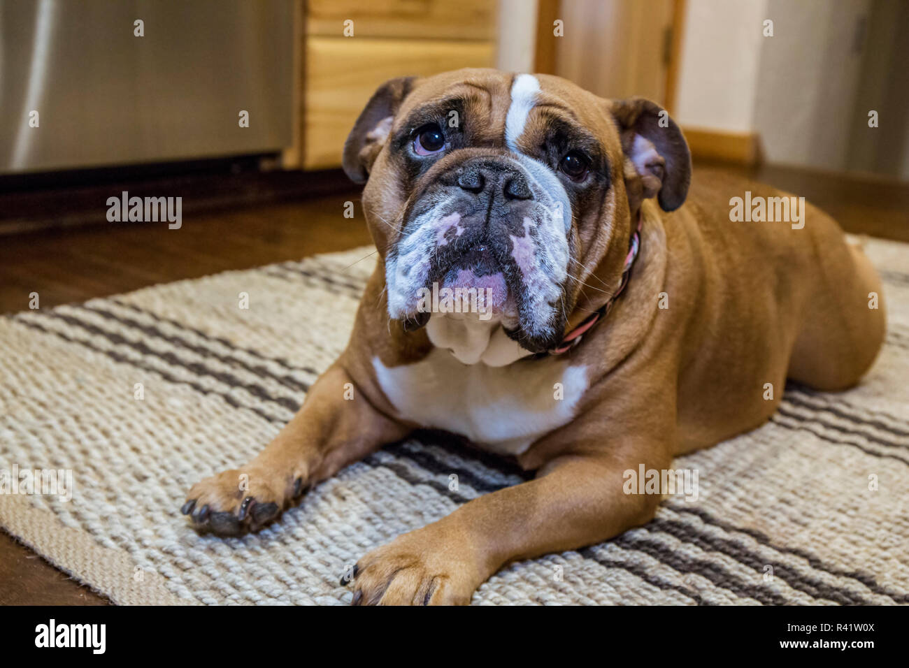 Tessa, the English Bulldog on a 'down' and 'stay' command, hopeful of a treat. (PR) Stock Photo