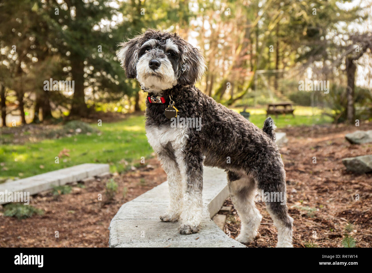 Schnoodle High Resolution Stock Photography and Images - Alamy