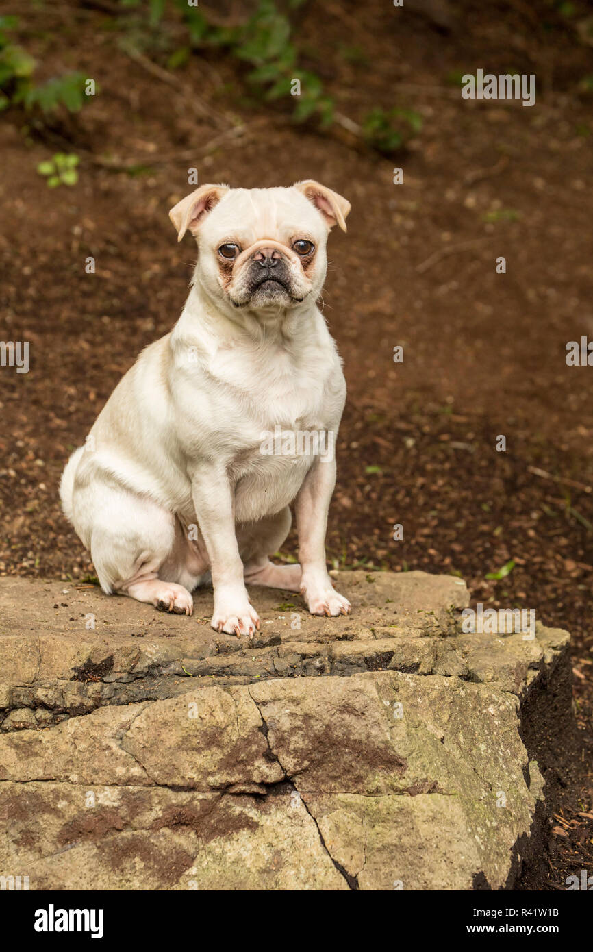 Redmond, Washington State, USA. Portrait of a white Pug. (PR) Stock Photo