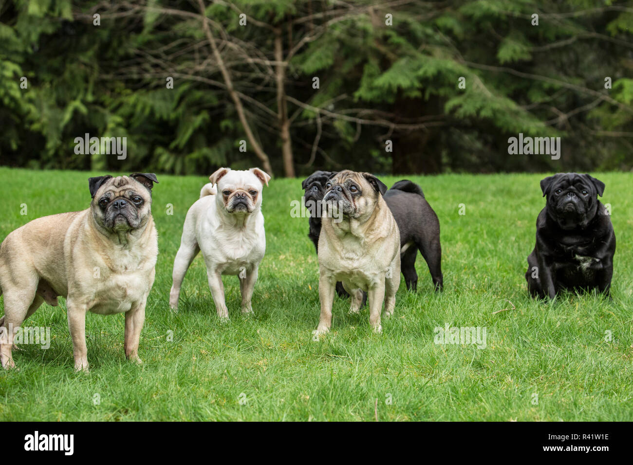 Redmond, Washington State, USA. Portrait of five Pugs. (PR Stock Photo