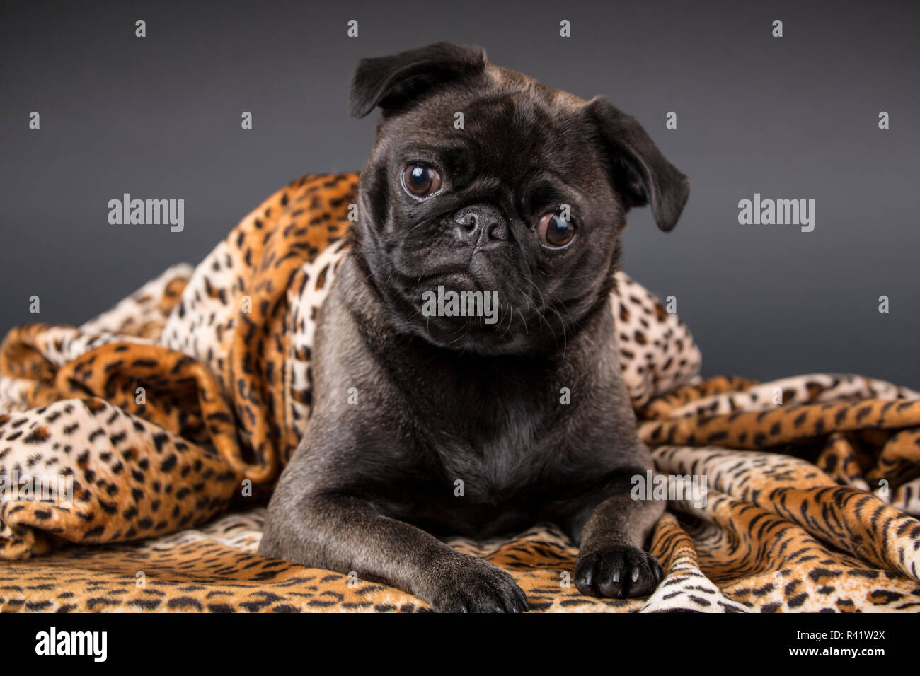 Pug wrapped in a spotted blanket. (PR Stock Photo - Alamy Pug wrapped in a spotted blanket. (PR Stock Photo - Alamy