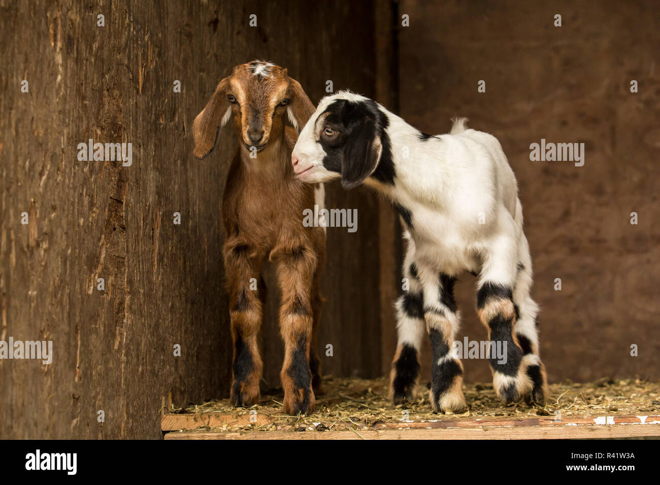 Issaquah, Washington State, USA. Two Twelve day old mixed breed goat kids posing in an open area of the barn. (PR) Stock Photo