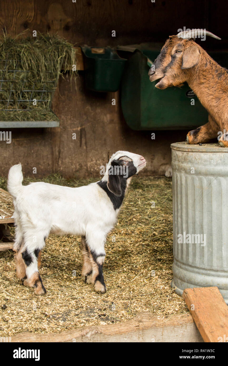 Issaquah, Washington State, USA. Twelve day old mixed breed goat kid and adult doe. (PR) Stock Photo