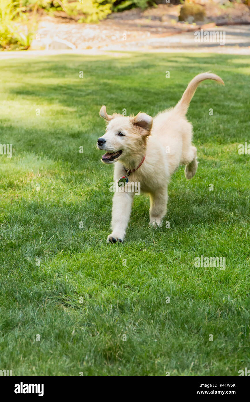 Issaquah, Washington State, USA. Golden Retriever puppy running in his yard. (PR) Stock Photo