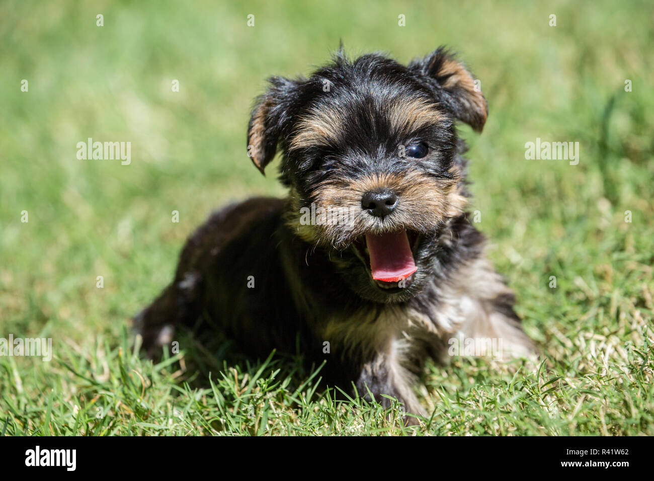 Issaquah, Washington State, USA. Cute tiny Yorkshire Terrier puppy experiencing his first trip outside on a lawn. (PR) Stock Photo
