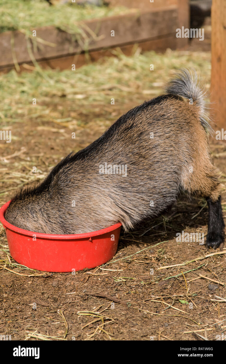 Issaquah, Washington State, USA. African Pygmy goat kid's head seems to disappear as it plays with its food bowl. Stock Photo