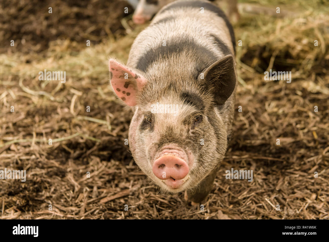 Issaquah, Washington State, USA. The Kunekune is a small breed of domestic pig with a docile, friendly nature, and are now often kept as pets. Stock Photo