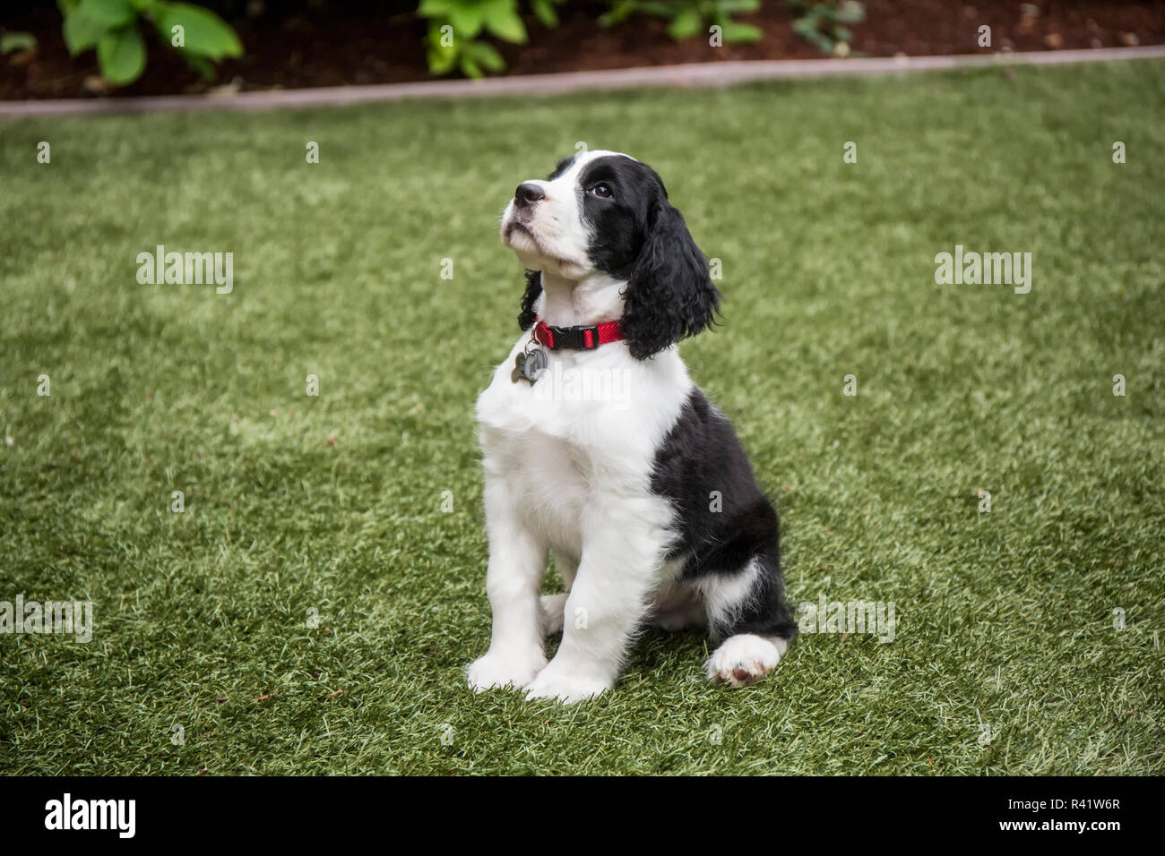 Artificial lawn dog hires stock photography and images Alamy