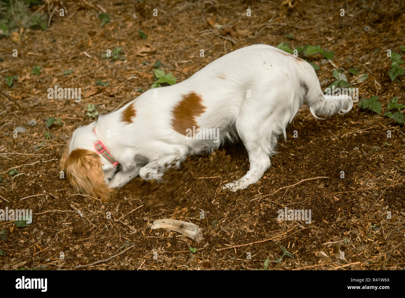 Why Does A Dog Bury A Bone