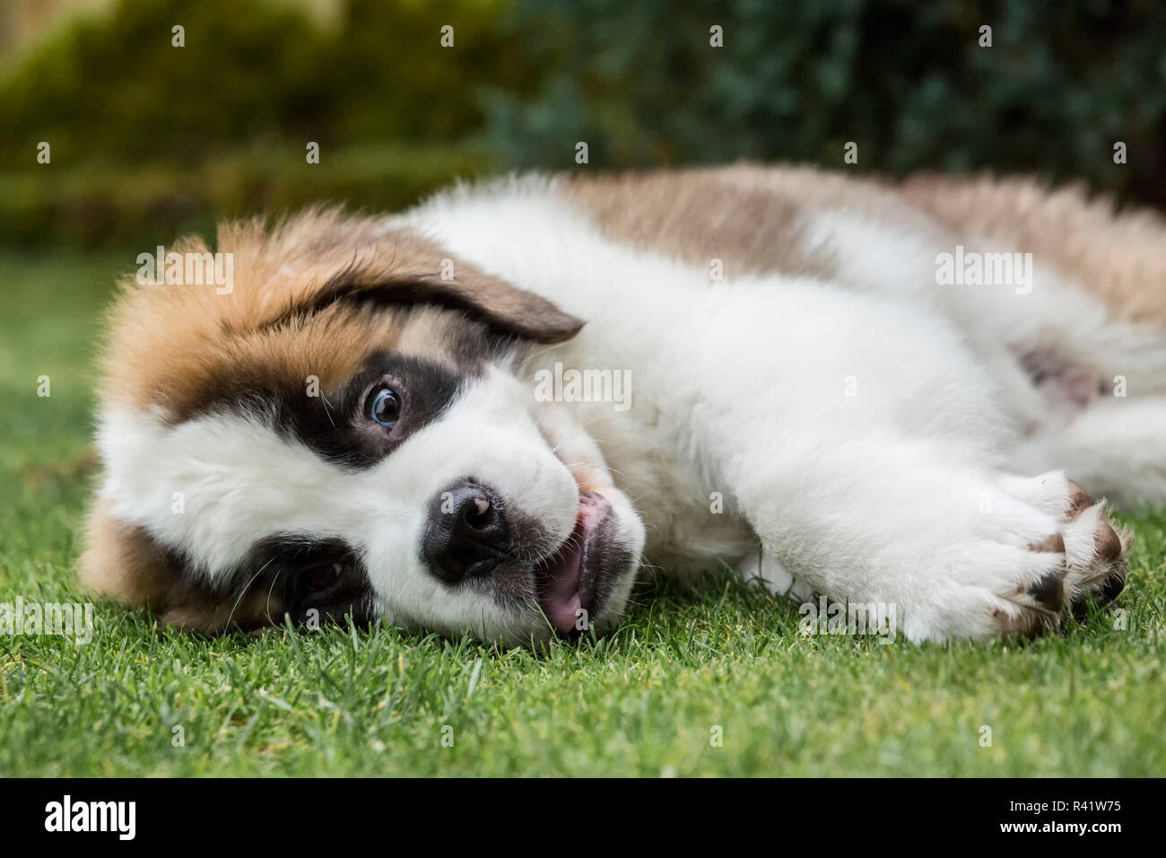 Renton, Washington State, USA. Three month old Saint Bernard puppy looking wild-eyed as he takes a quick break from play. (PR) Stock Photo