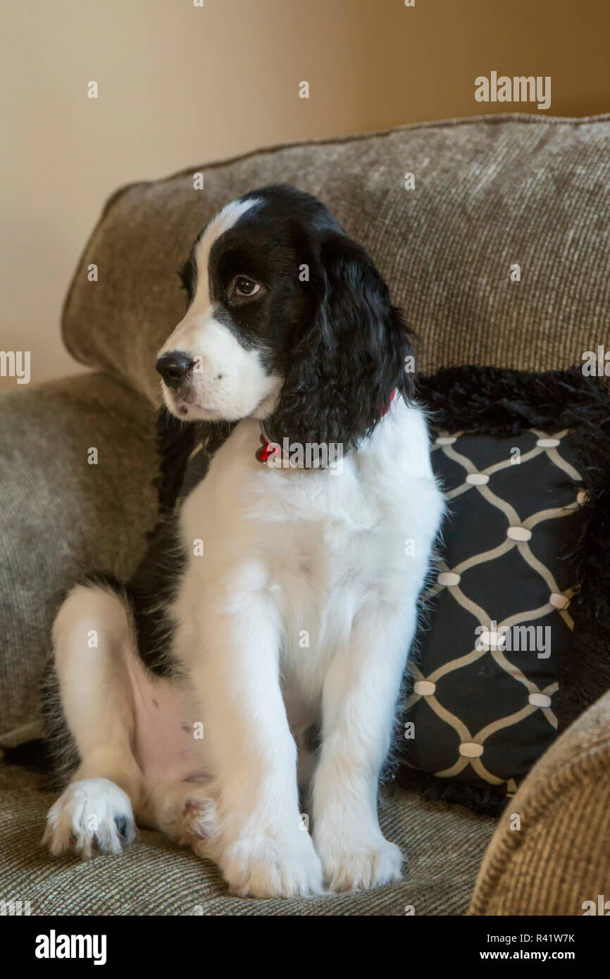 7 month old springer spaniel