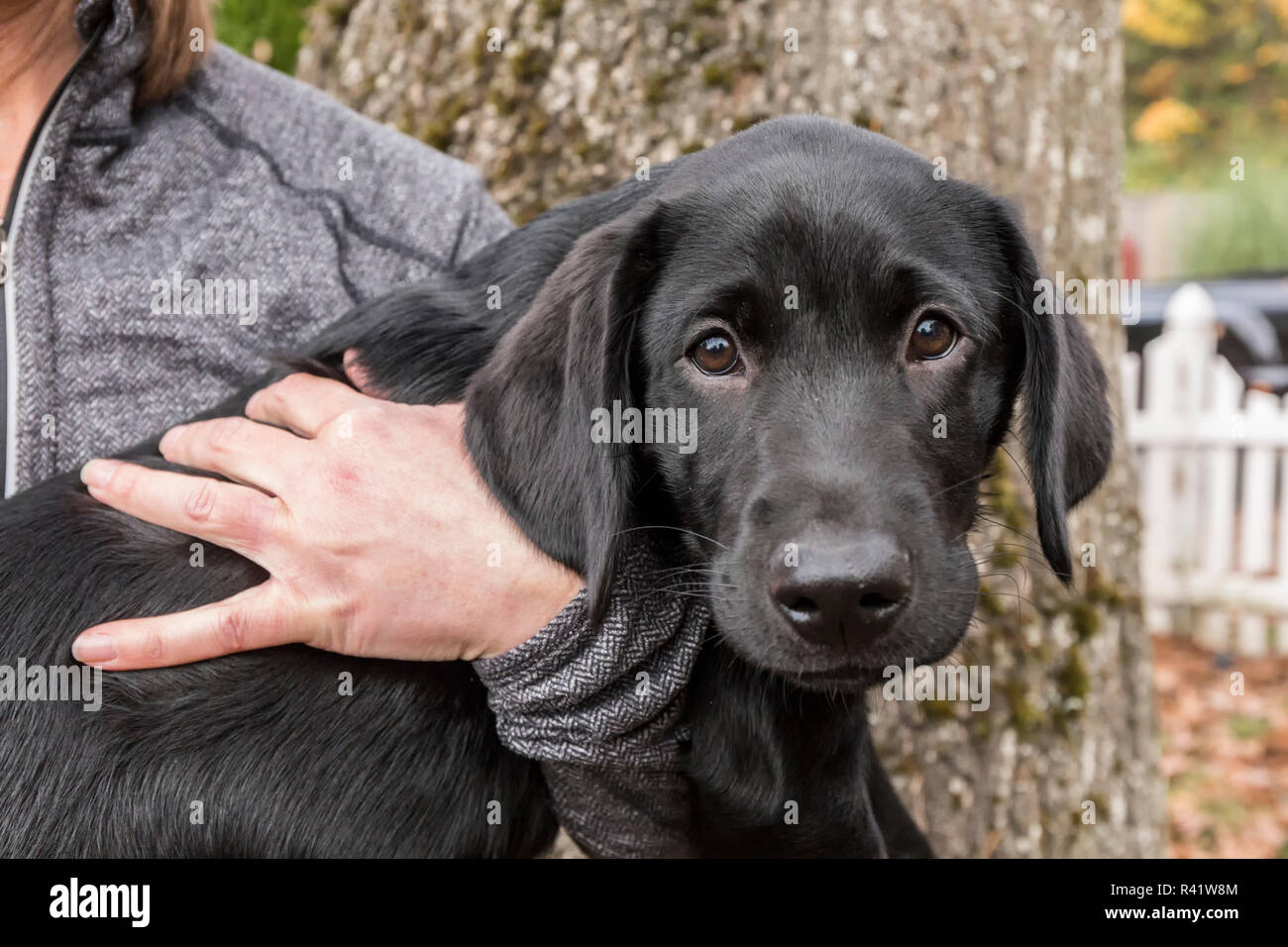 Bellevue, Washington State, USA. Woman holding her three month old black Labrador Retriever puppy. (PR,MR) Stock Photo