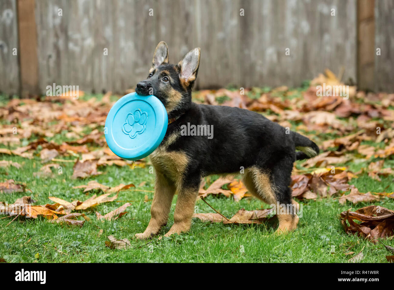 Issaquah, Washington State, USA. Three month old German Shepherd playing with a frisbee. (PR) Stock Photo