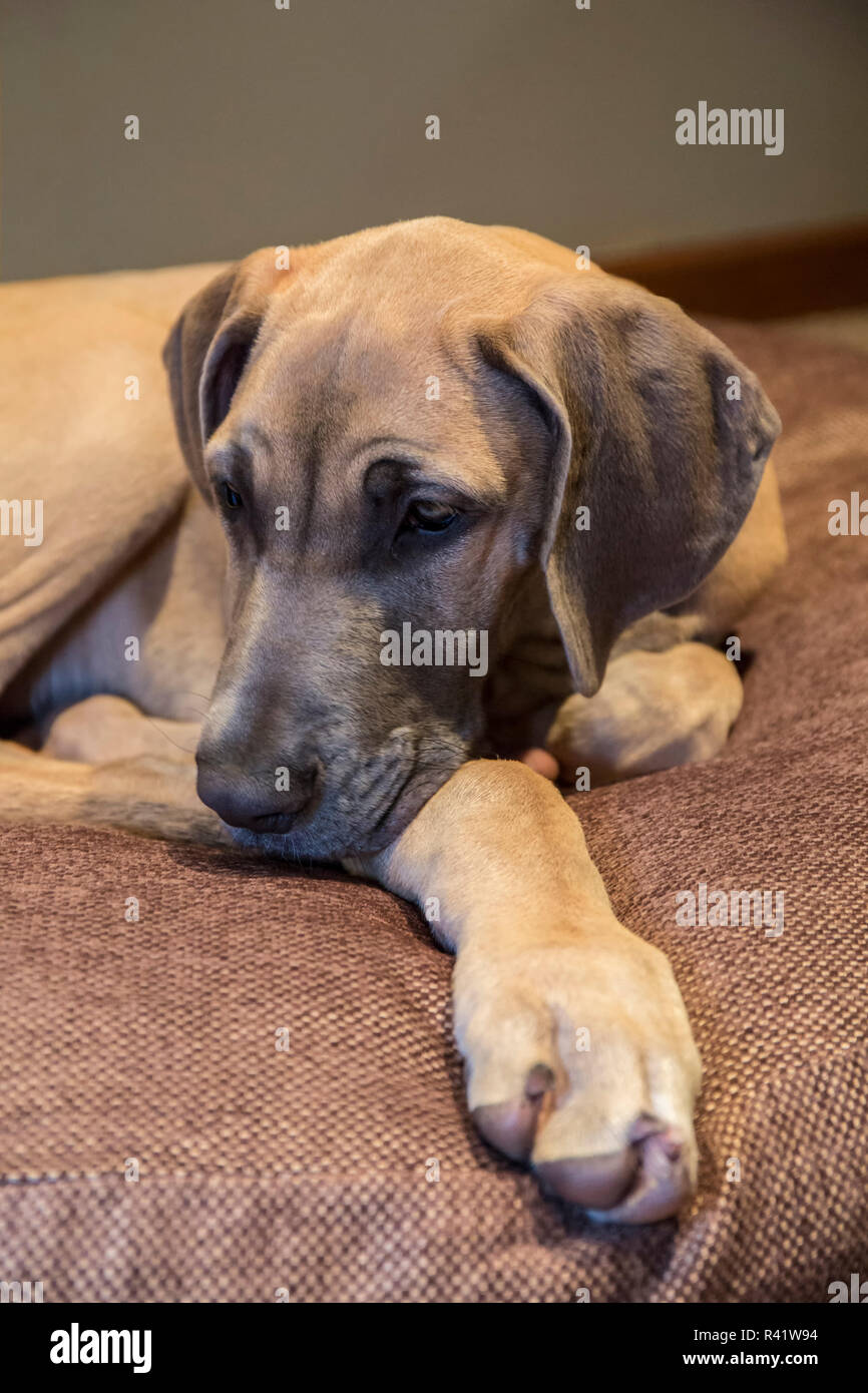 Great Dane puppy 'Evie' resting on her bed. (PR Stock Photo Alamy