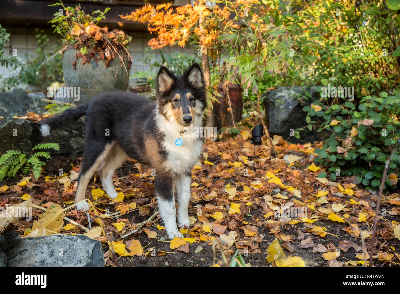 Bothell, Washington State, USA. Fifteen week old Rough Collie puppy
