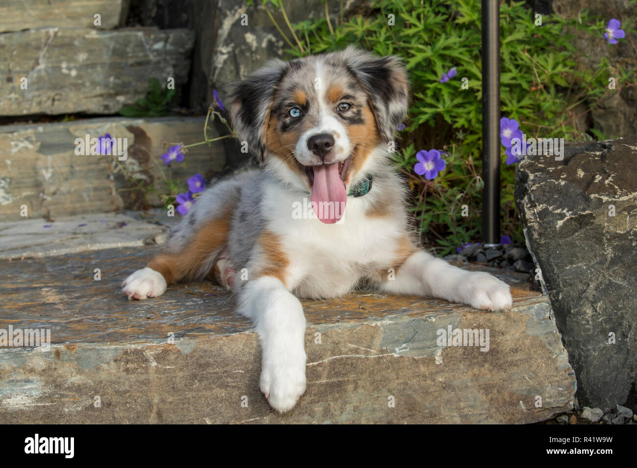 Sammamish, Washington State, USA. Three month old Blue Merle Australian Shepherd puppy posing in front of some flowers (PR) Stock Photo