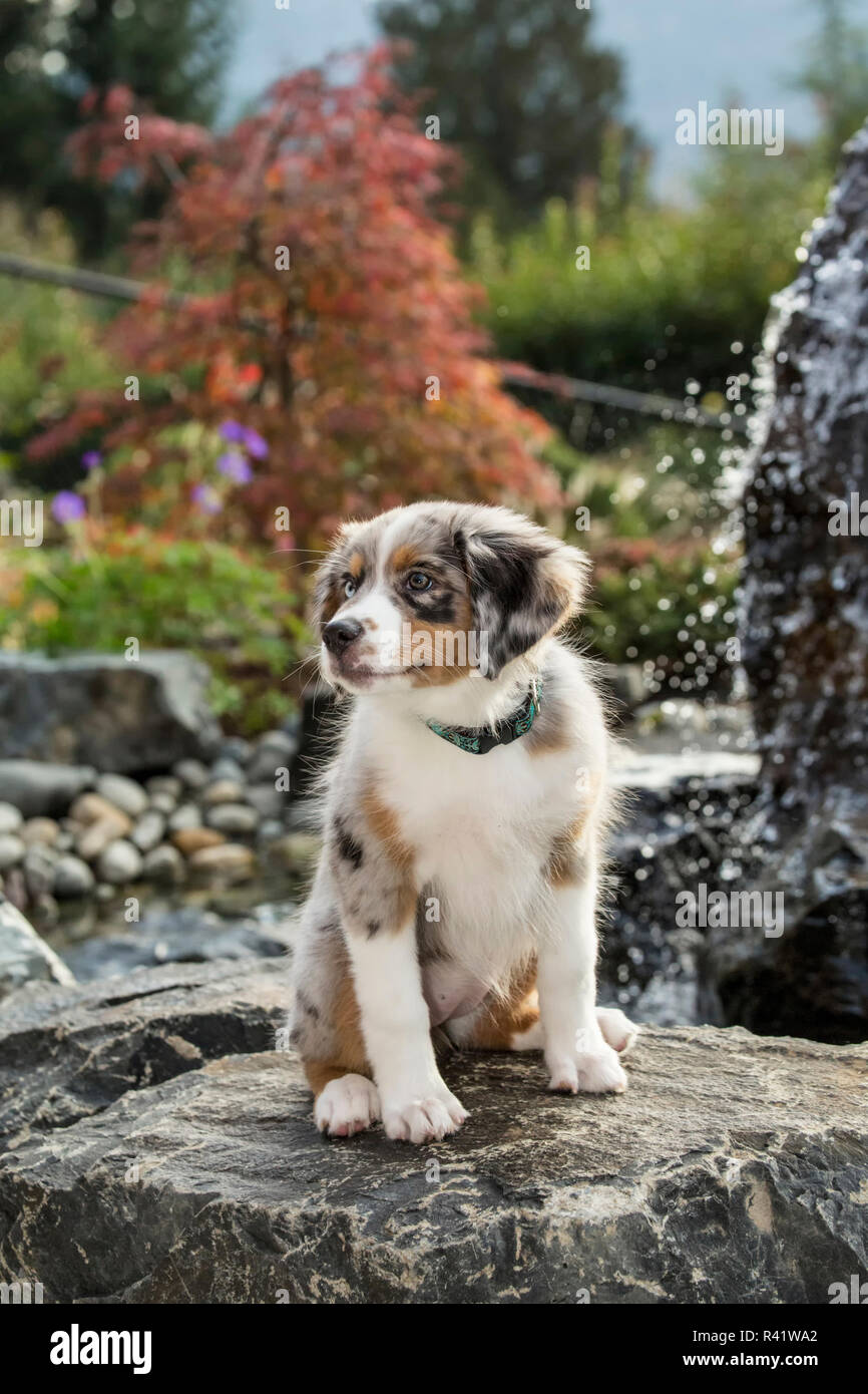 Sammamish Washington State Usa Three Month Old Blue Merle Australian Shepherd Puppy Posing On The Rocks By A Water Feature In Her Yard Pr Stock Photo Alamy