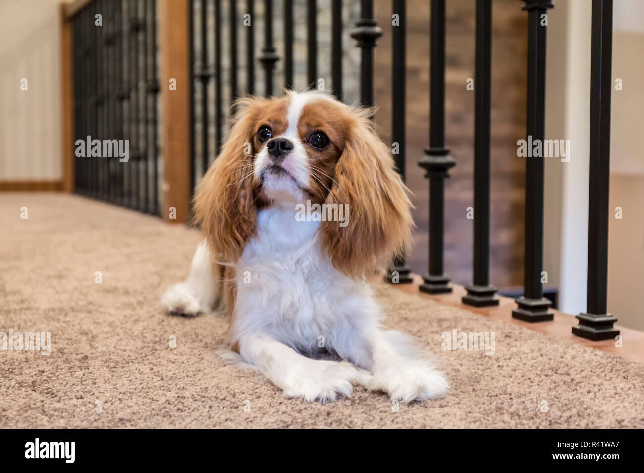 Cavalier King Charles Spaniel puppy resting on a second floor balcony. (PR) Stock Photo