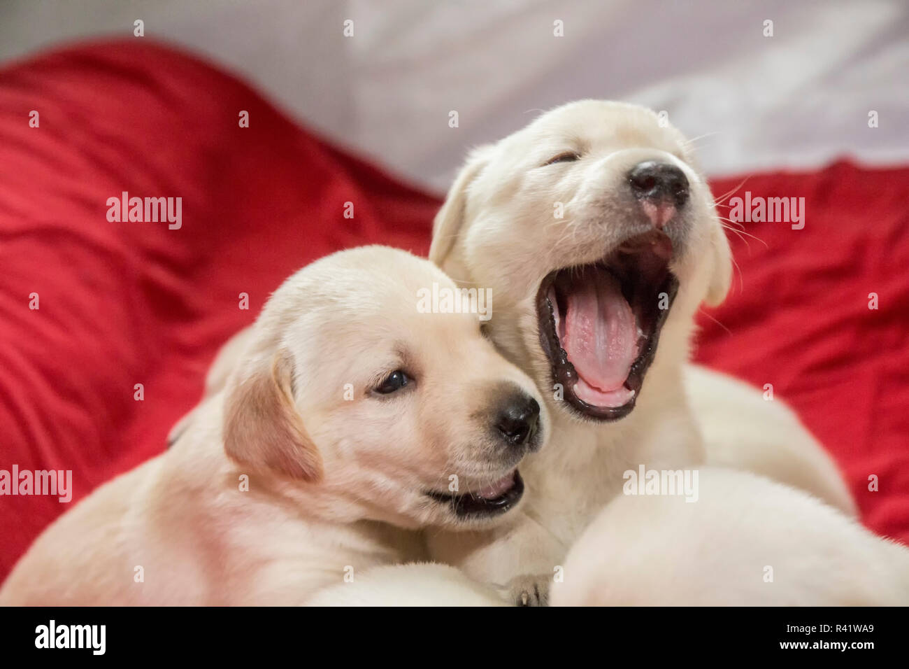 American yellow labrador hires stock photography and images Alamy