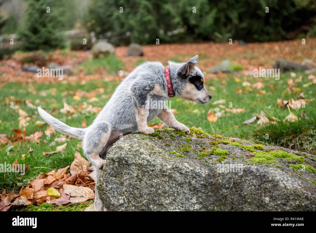 Issaquah, Washington State, USA. Ten week old Australian Cattledog puppy struggling to climb on top of a rock. (PR) Stock Photo