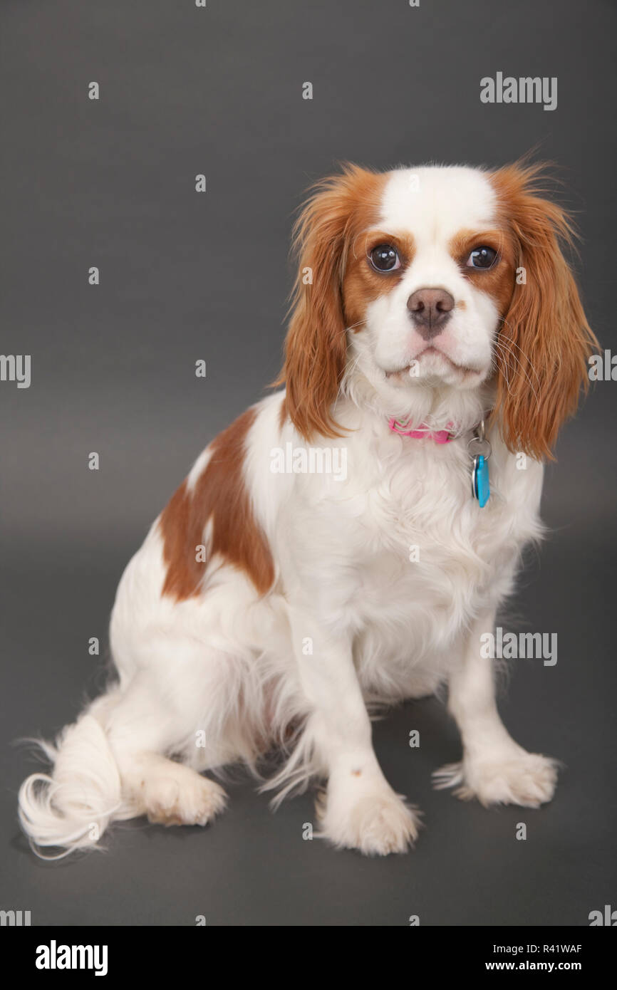 Portrait of a Blenheim Cavalier King Charles Spaniel at 10 months