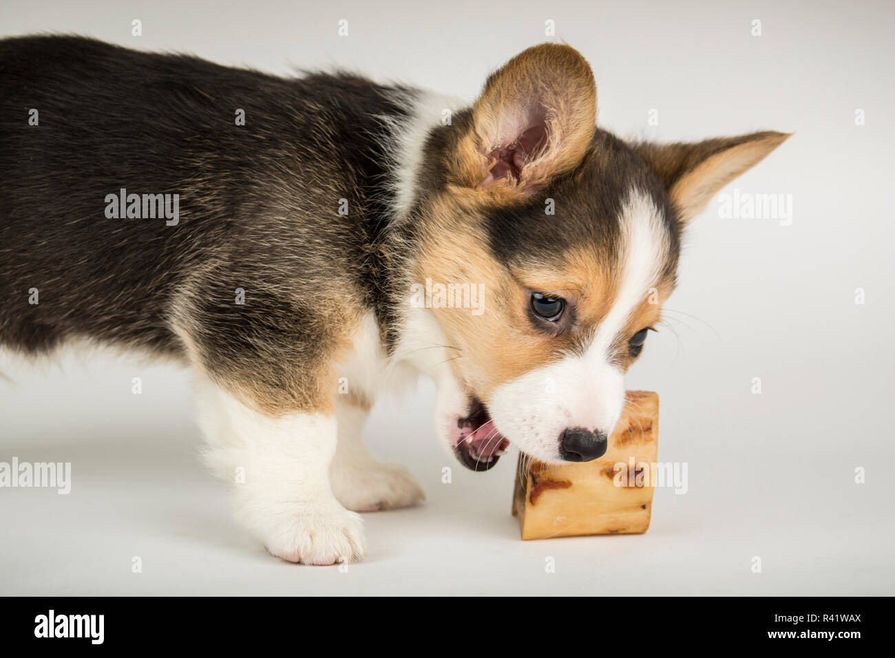 Corgi puppy outlet eating