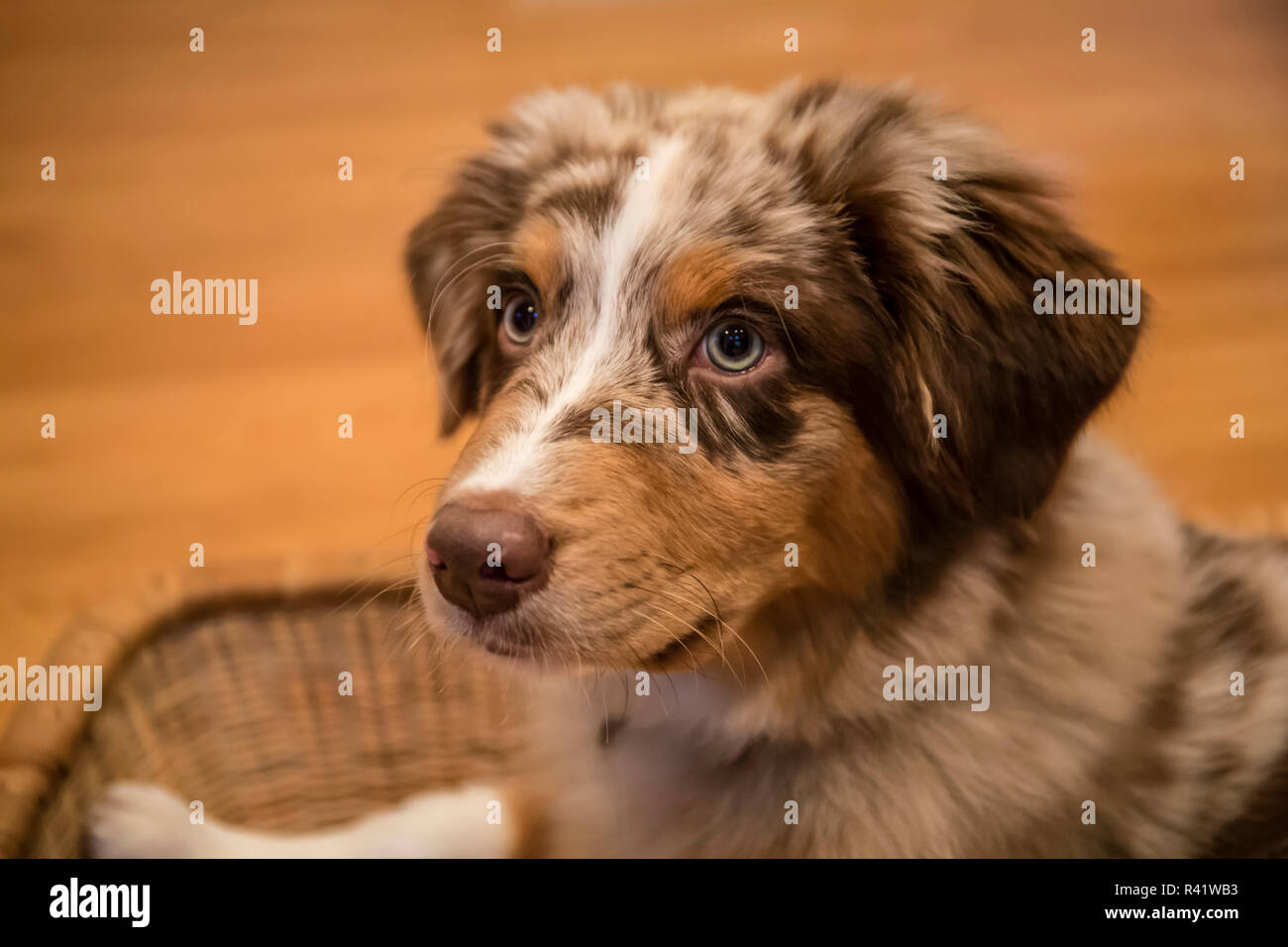Four month old Red Merle Australian Shepherd puppy resting in a basket. (PR) Stock Photo