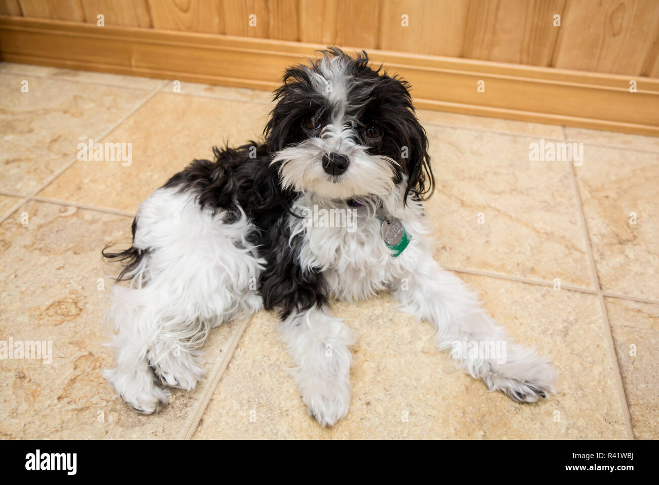 Black And White Teacup Maltipoo