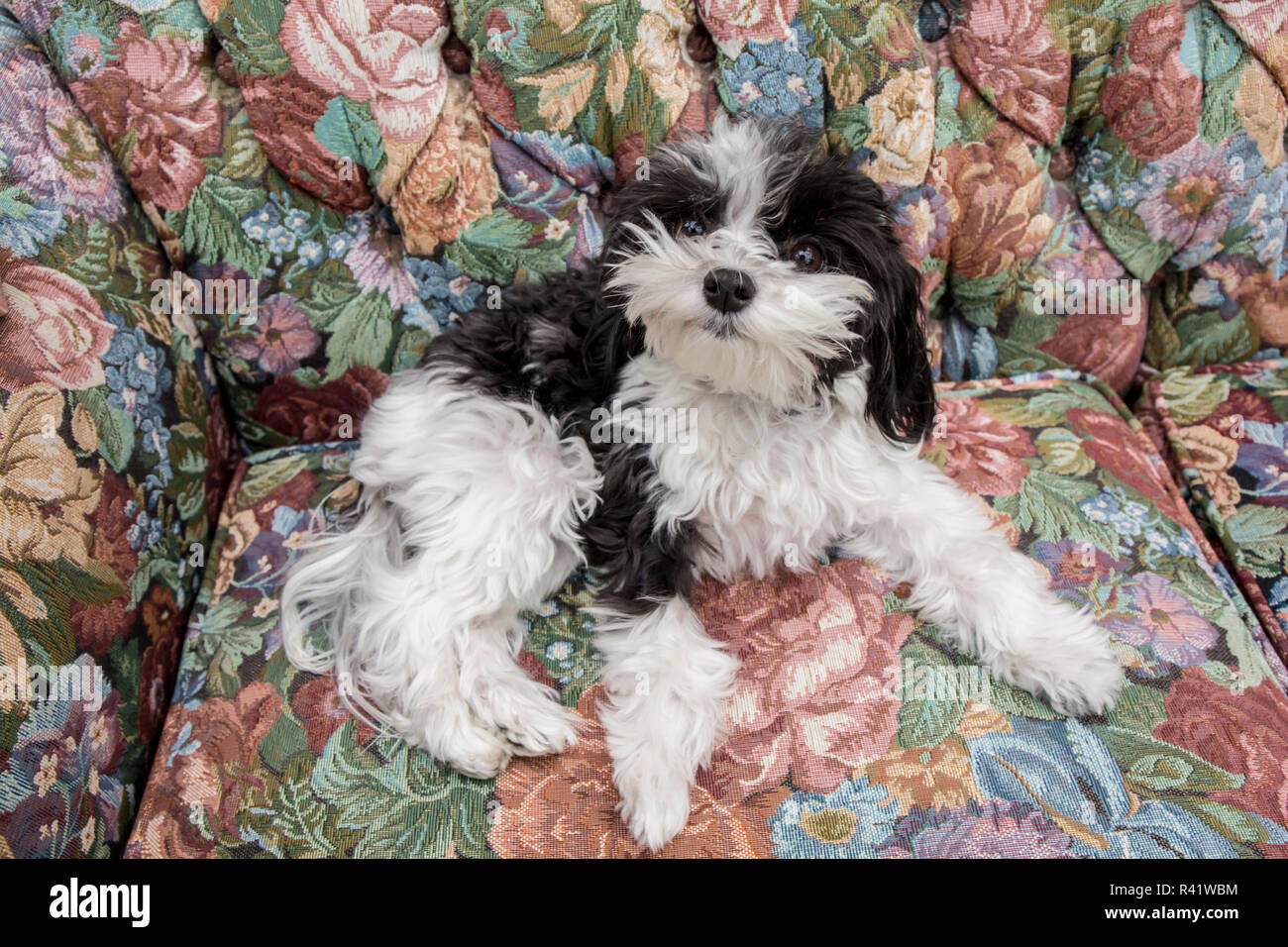 Maltipoo puppy lying on a sofa. Maltipoos are a cross breed hybrid