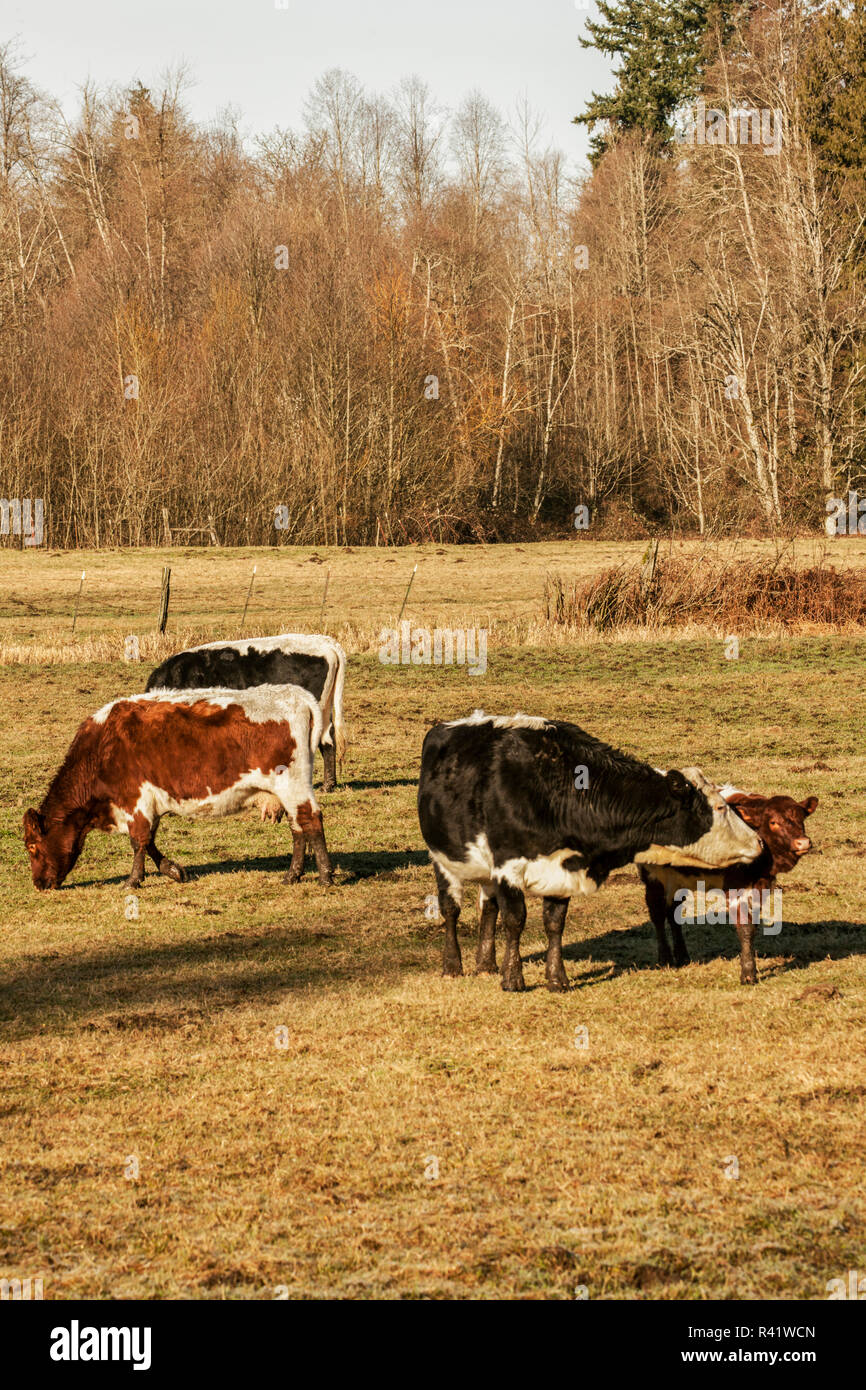 photo Beef Pinzgauer Cattle alamy