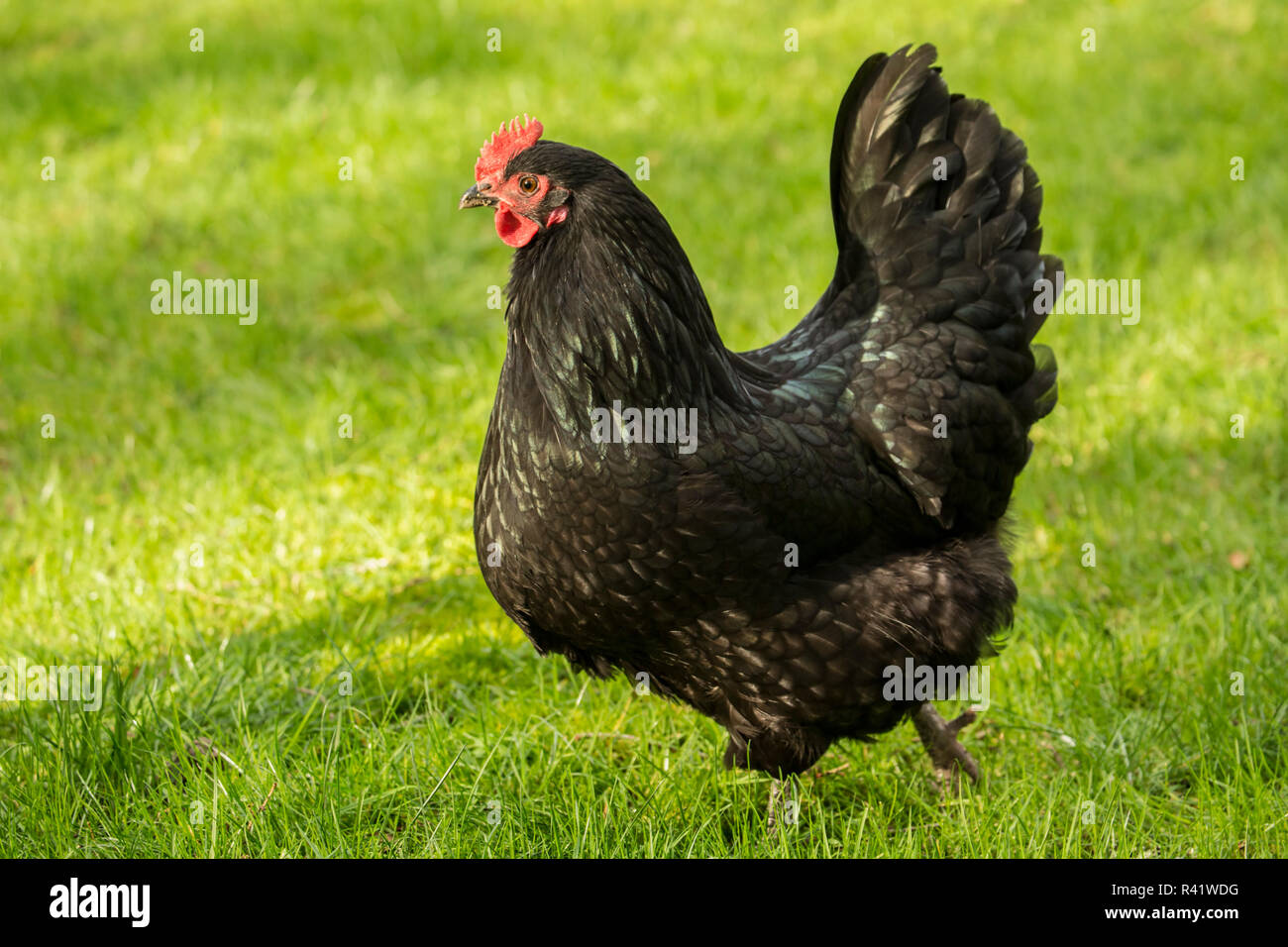 Issaquah, Washington State, USA. Free-ranging Black Australorp chicken. (PR) Stock Photo