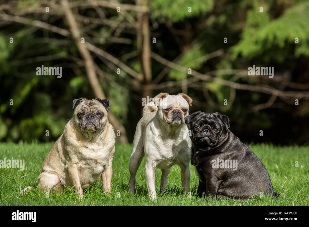 Redmond, Washington State, USA. Portrait of three Pugs. (PR) Stock Photo